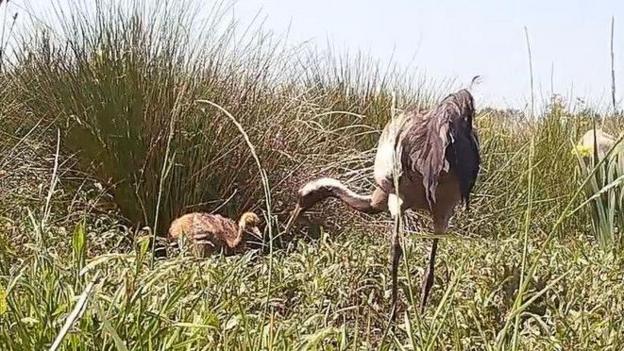 A crane chick is sitting in the grass while its mother is standing before it.