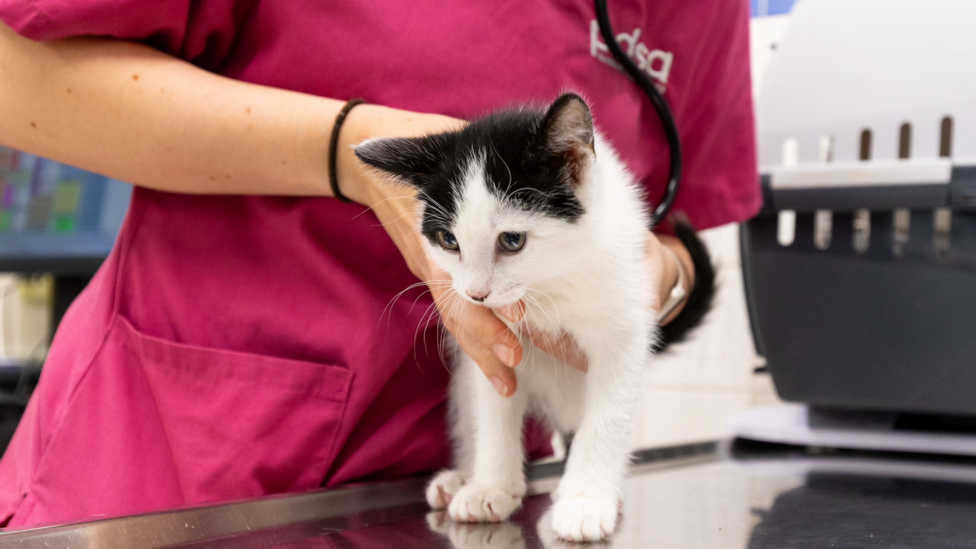 A cat with black and white fur standing on a metal table with a vet's arms around it.
