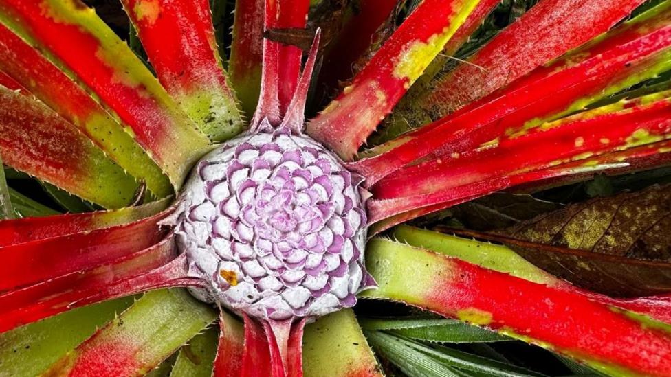 The fascicularia bicolor, a spiky evergreen plant with narrow leaves. The leaves are bright green at the end of the stem and bright red further down. The centre of the plant is white and purple.