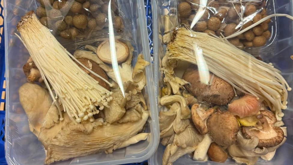 A collection of mushrooms in boxes with plastic covering on them.