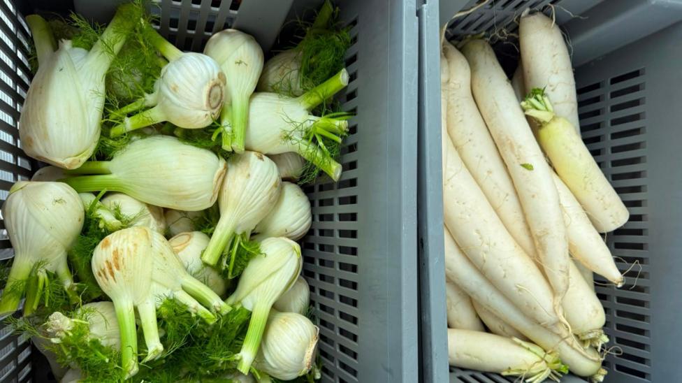 Two boxes of vegetables, fennel is to the left and white root vegetables are to the right.