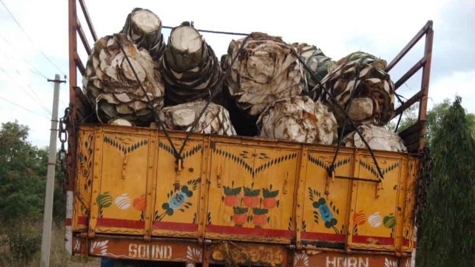 Harvested agave plants stacked in the back of a lorry.