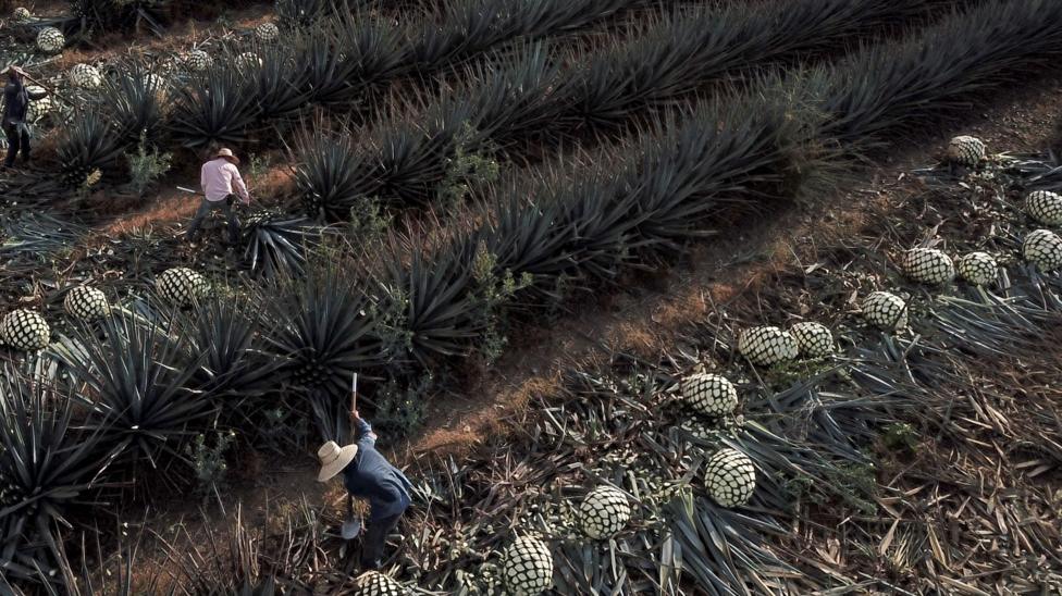 Workers harvest blue agave plants in Jalisco, Mexico.