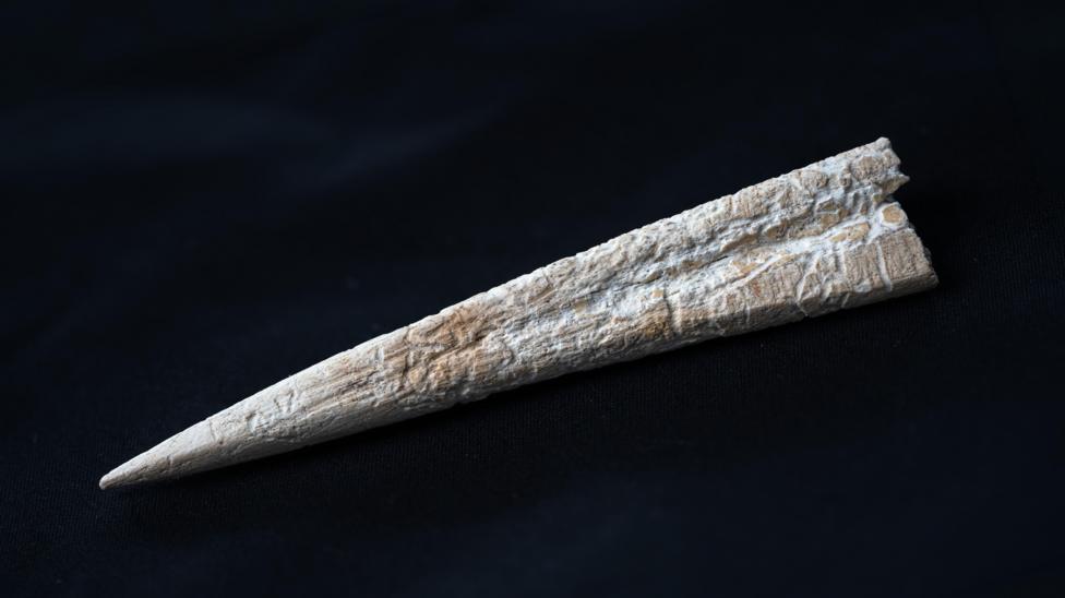 A small piece of bone that has been carved to a sharp point at one end. It may have been used to make holes when working leather. The pointed end is on the left and the wider end on the right. It is white and light brown and is set against a black background. There is a slight groove running about half way along its length from the wider end. 