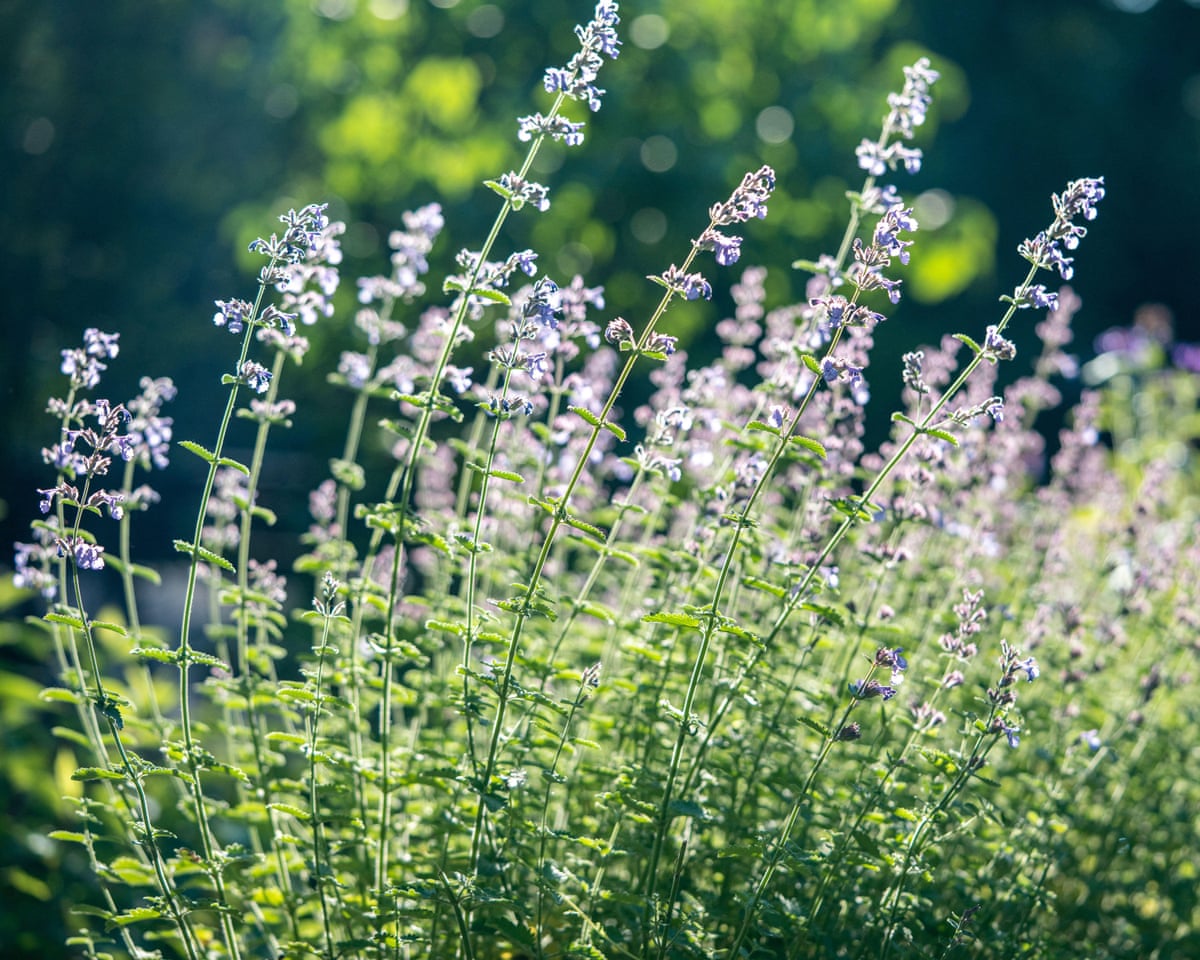 A mint-like plant in flower.