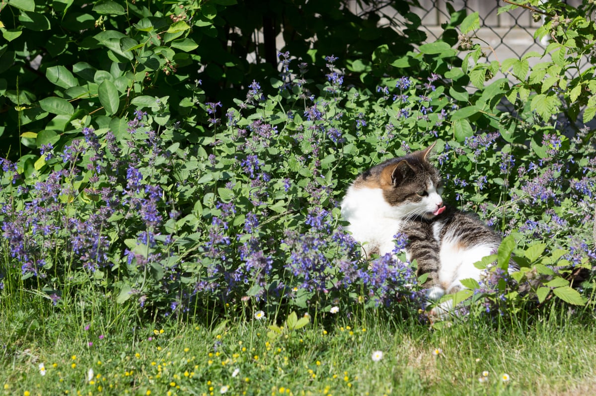 A cat lying amid flowers