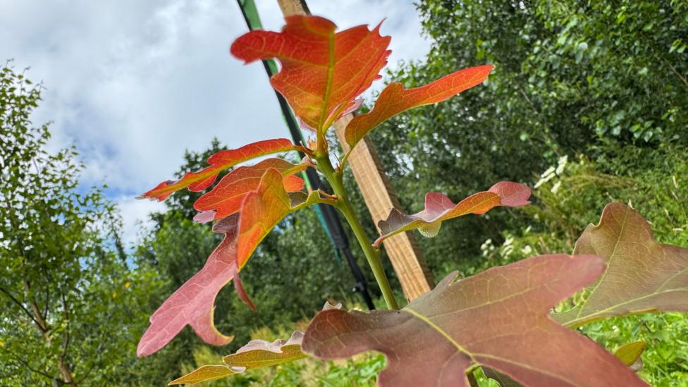 A close-up of a tree with orange leaves.