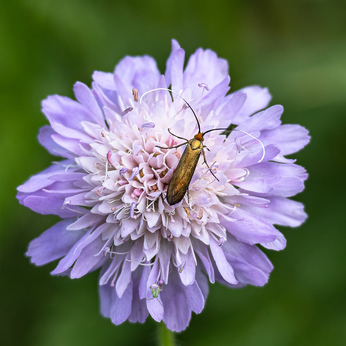 On a warm summer evening, brassy longhorn moths cavorted over field scabious flowers.