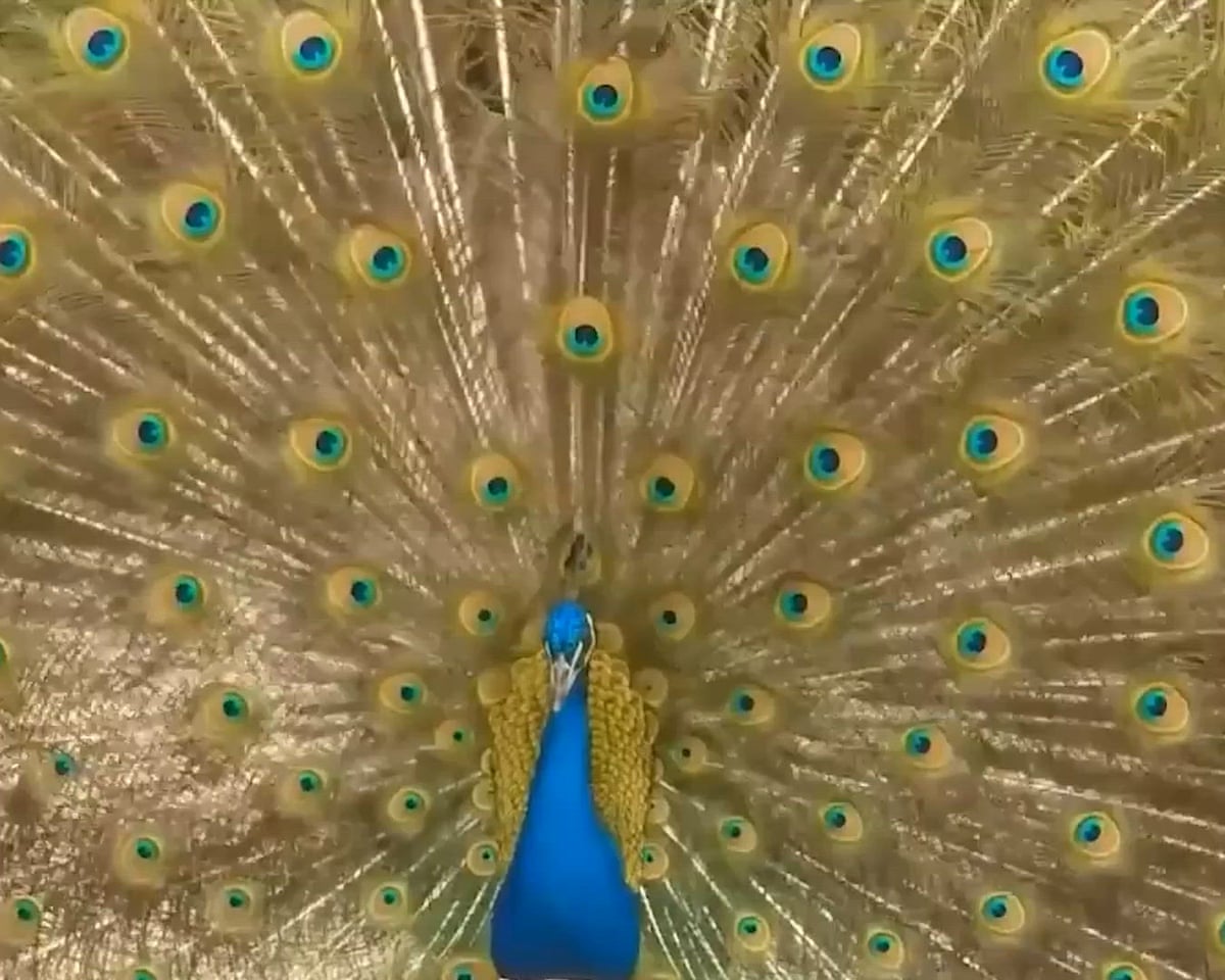 Male peacock shakes its tail feathers during courtship