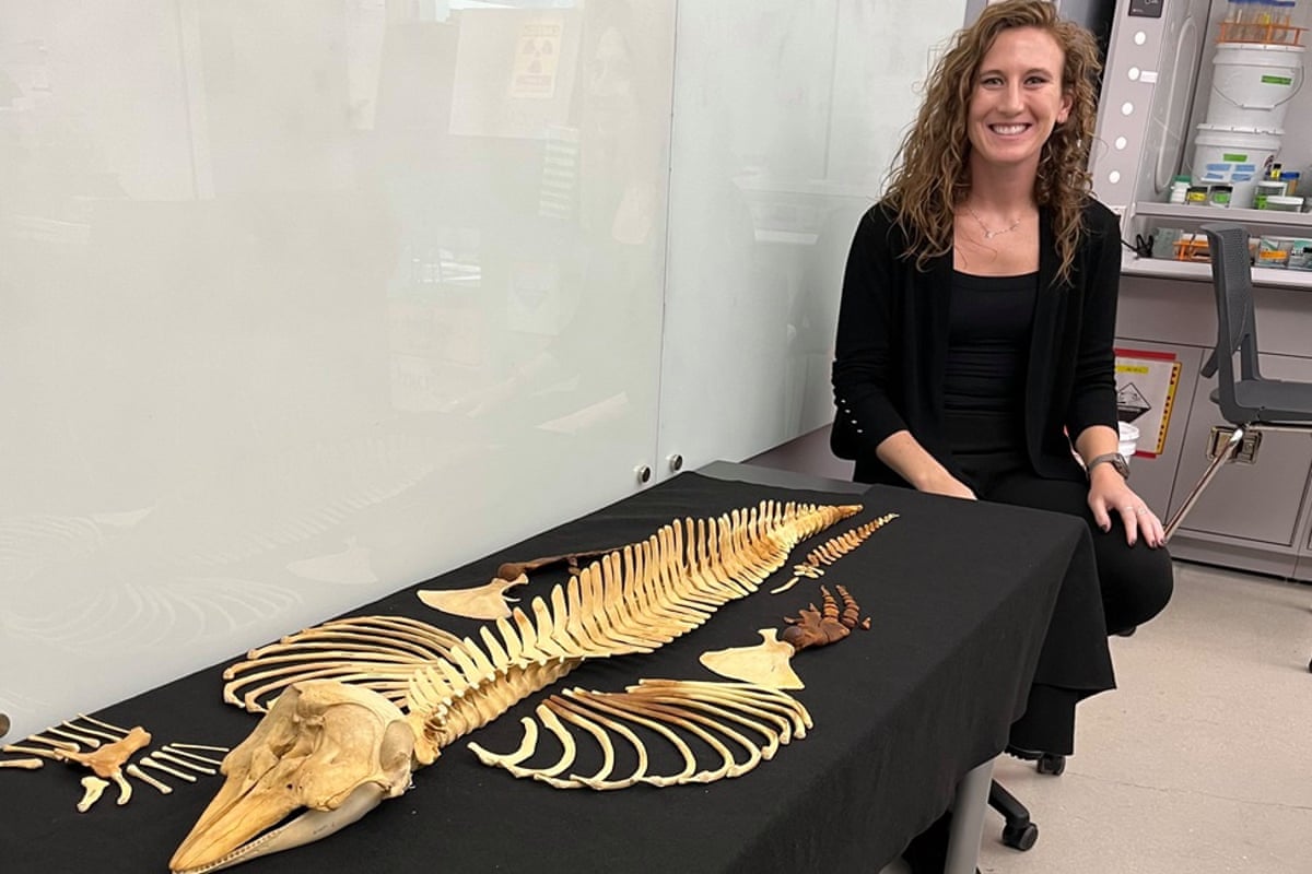 A woman stands next to a vaquita skeleton displayed on black cloth on a table. 