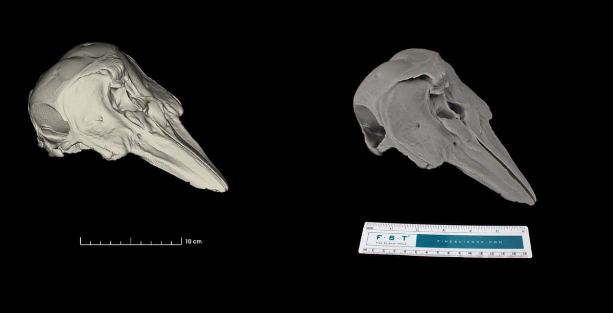 A vaquita’s skull against a black background