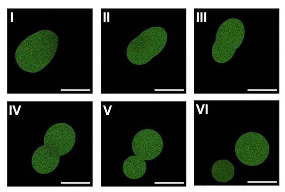 Slide with six images with green blobs showing cell division