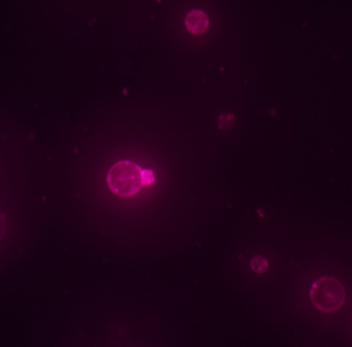Red cells on a black background
