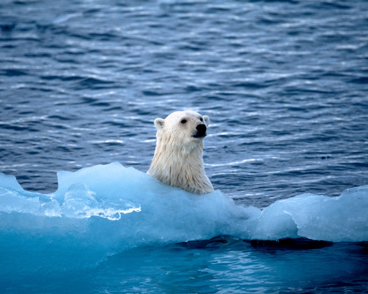 A polar bear seen behind a thin bit of pack ice