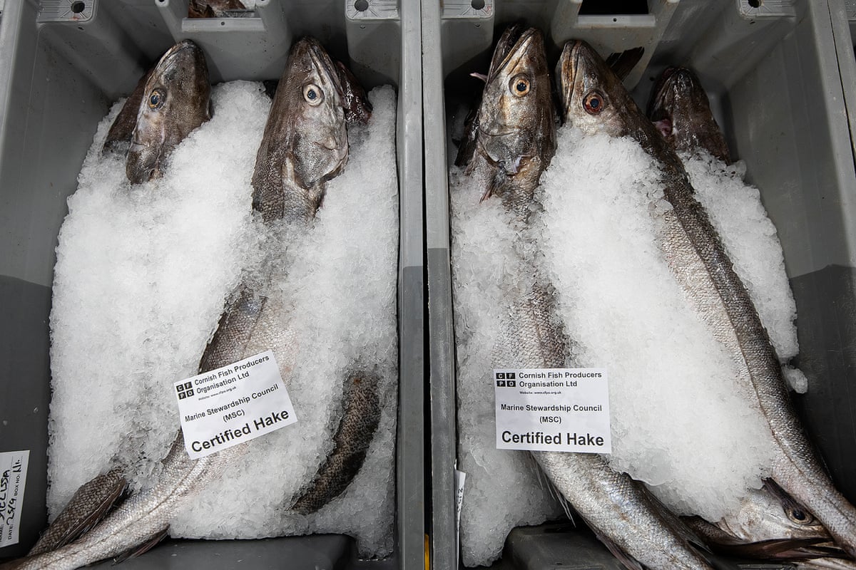 Hake in boxes swaddled in ice ready for sale.