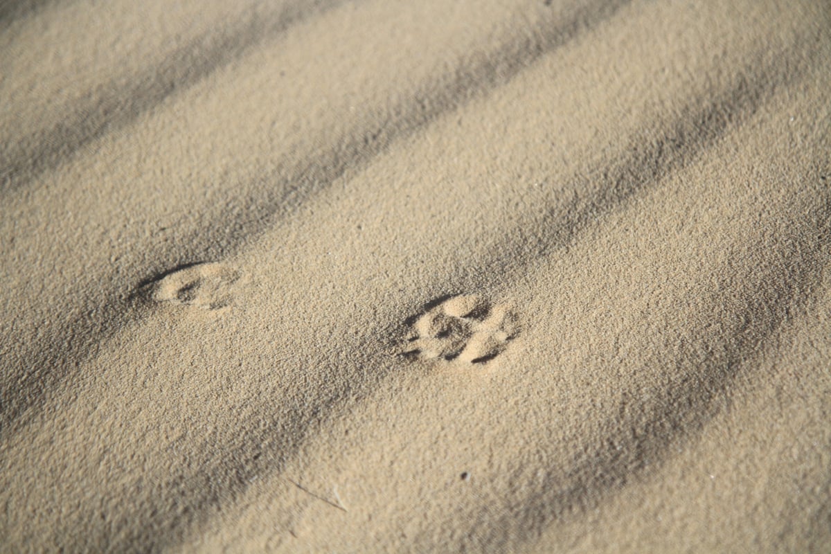 Cat paw prints on rippled sand.
