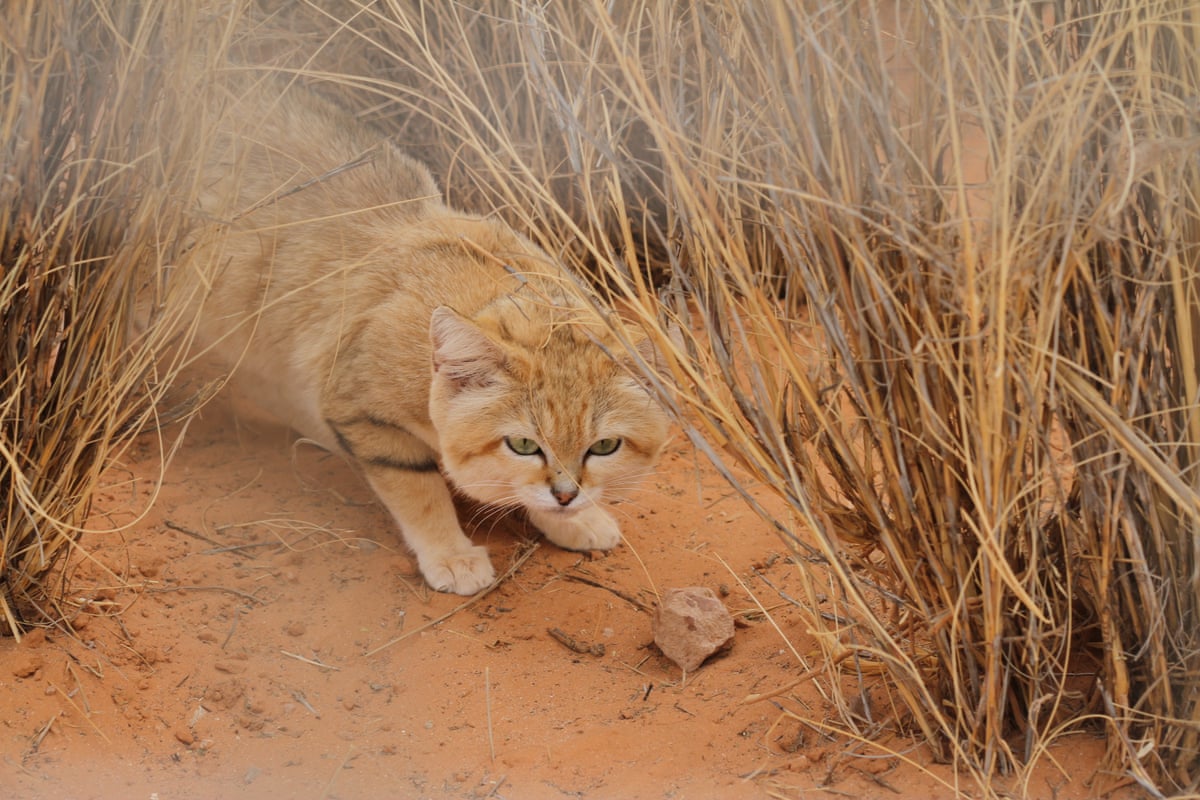 A small sand coloured cat crouches against sand and next to clumps of pale grass 