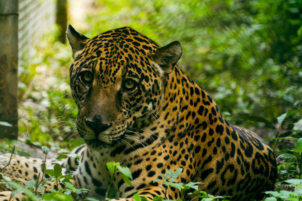 Kusiy, a jaguar rescued from a private home by CIWY.
