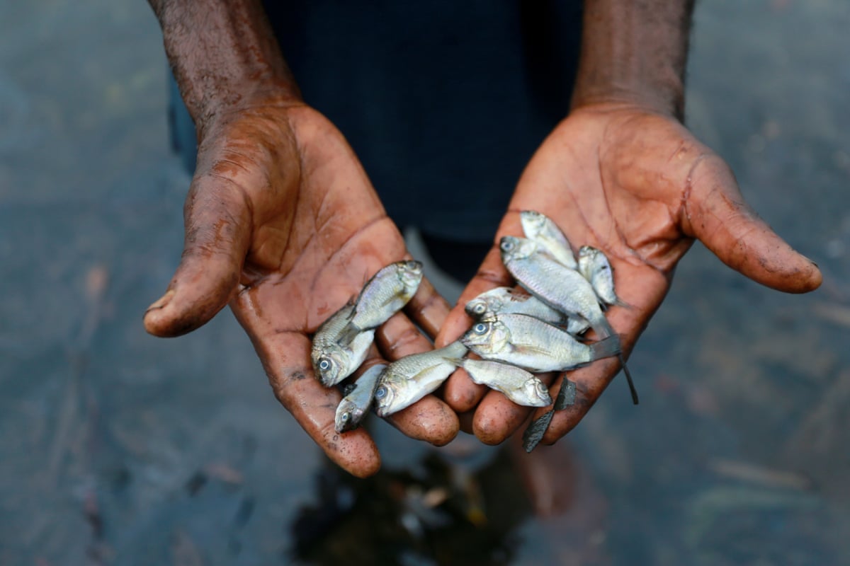 Hands hold small dead fish