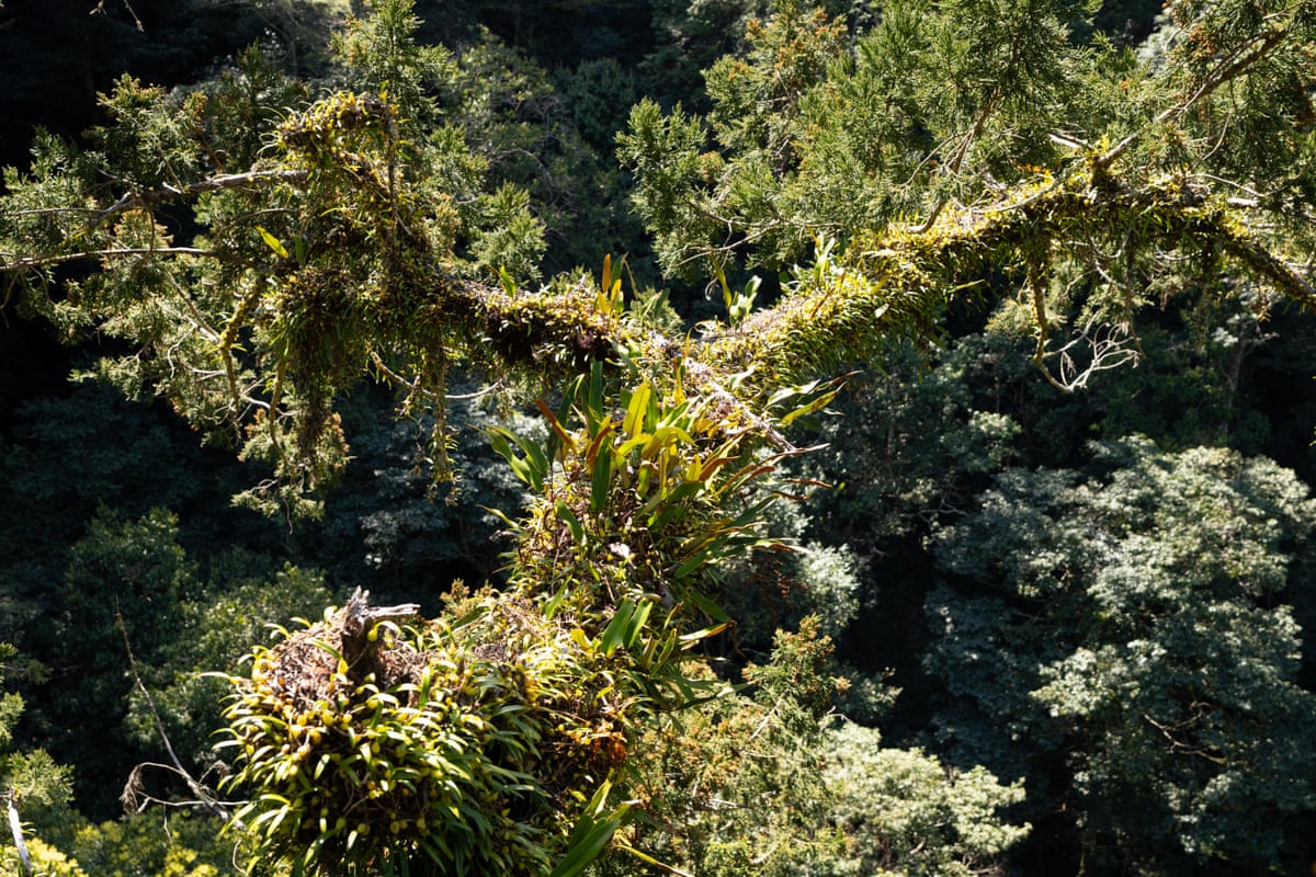 An orchid grows along the branches of a conifer
