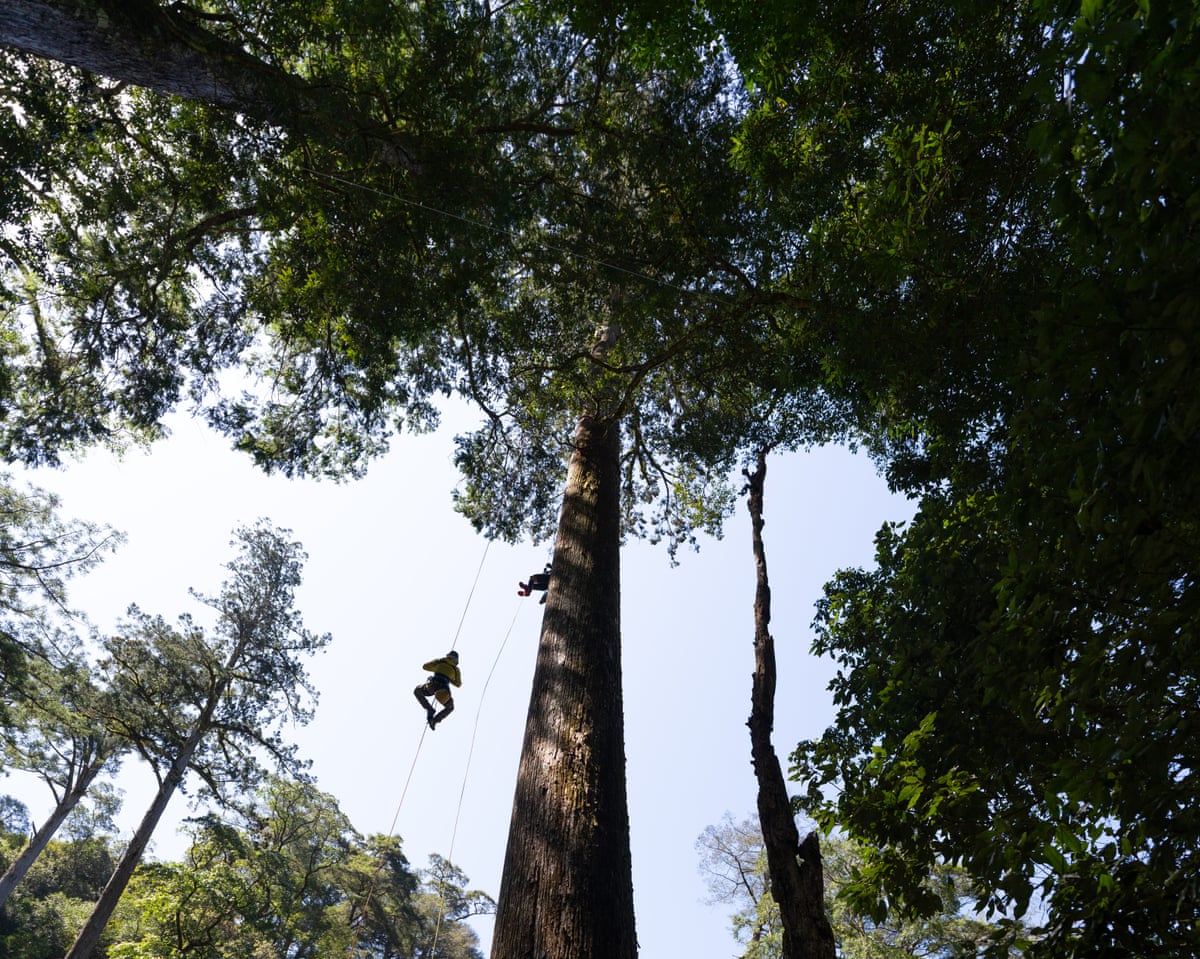 A person hangs from a climbing rope next to the trunk of an enormous tree.