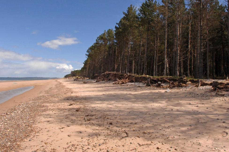 A row of tall pine along the beach at Culbin Sands.
