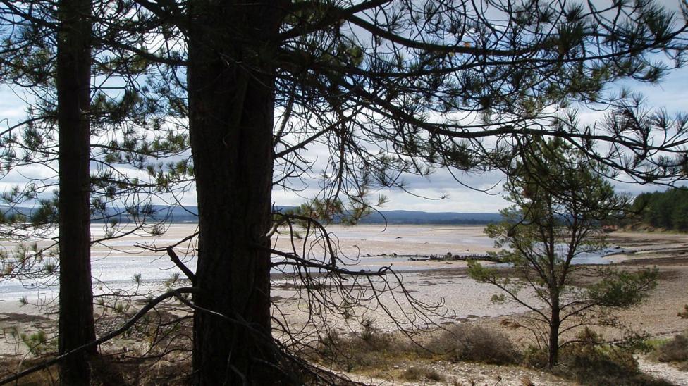 Pine trees silhouetted against a background of sandy beach and blue skies.