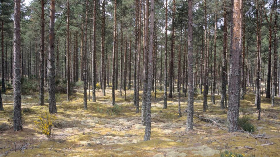 A view through hundreds of tall pine trees, with the forest floor covered in lichen and mosses.