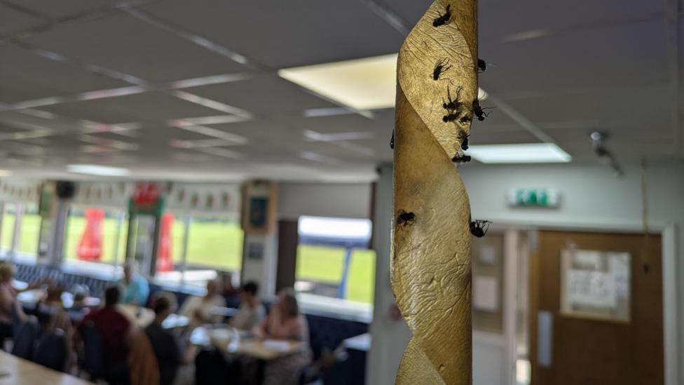 A close up of fly tape covered in dead flies. It's hanging in a social club and in the background out of focus people are taking part in a coffee morning.