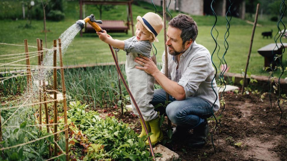 Boy helping father in the garden, watering vegetable patch with hose.