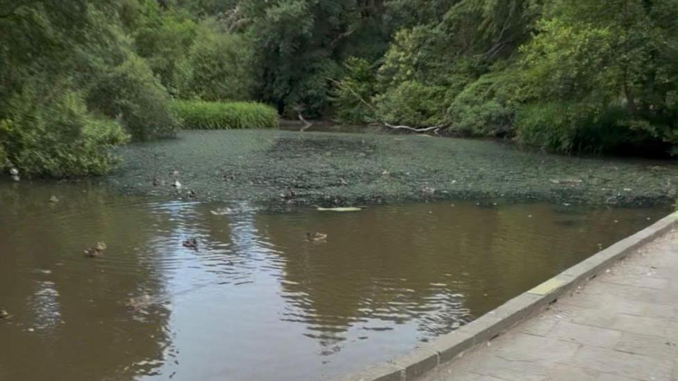 A large pond can be seen with ducks swimming in the foreground and duckweed towards the back of the pond. It is surrounded by trees and a path can be seen in the foreground of the photo.
