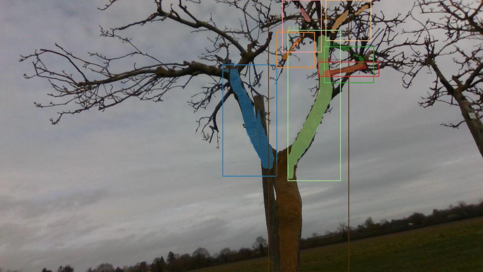 An image of a tree with blue, green and red lines which indicate analysis being conducted by artificial intelligence software.