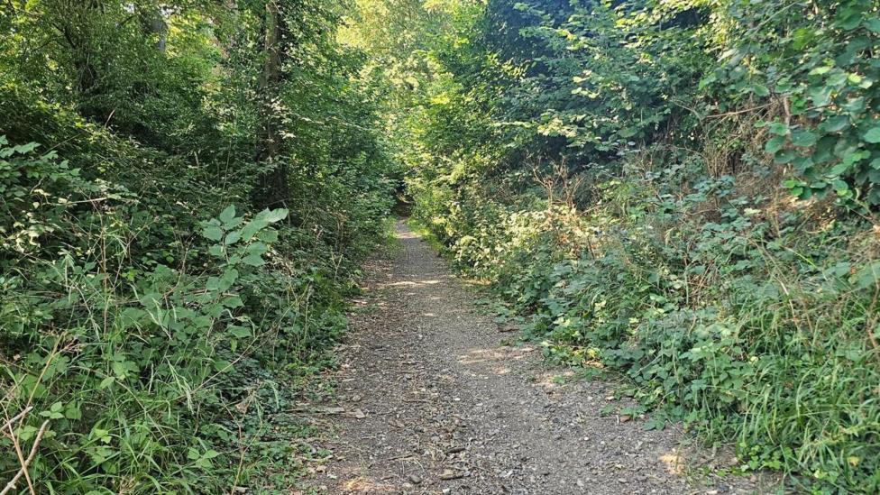 Thick green vegetation lines a single track lane