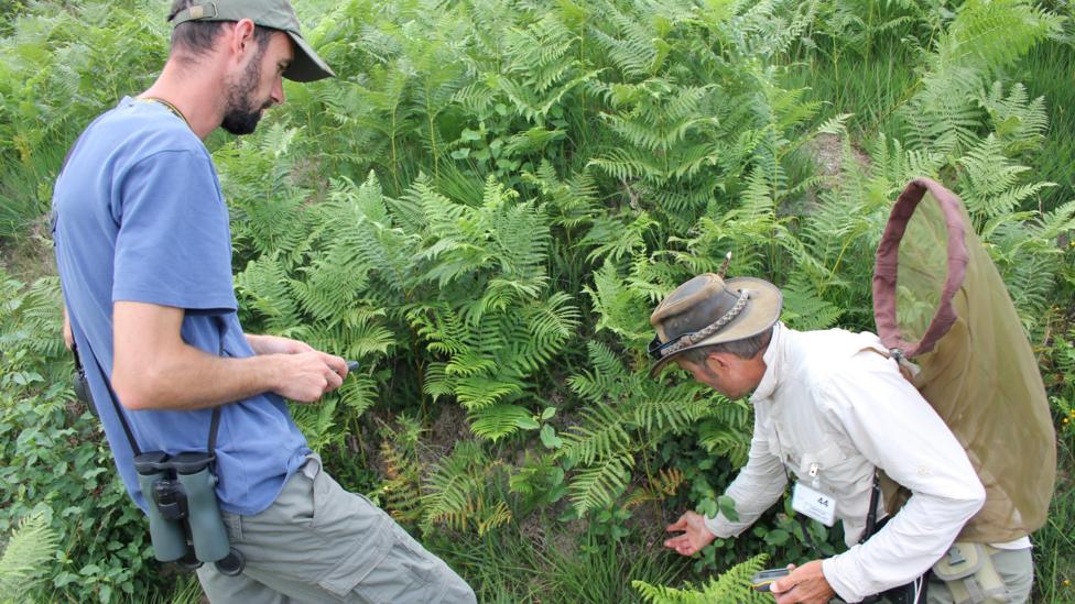 Two men wearing hats and looking through plants. One man is crouched down touching a plant and is holding a net.