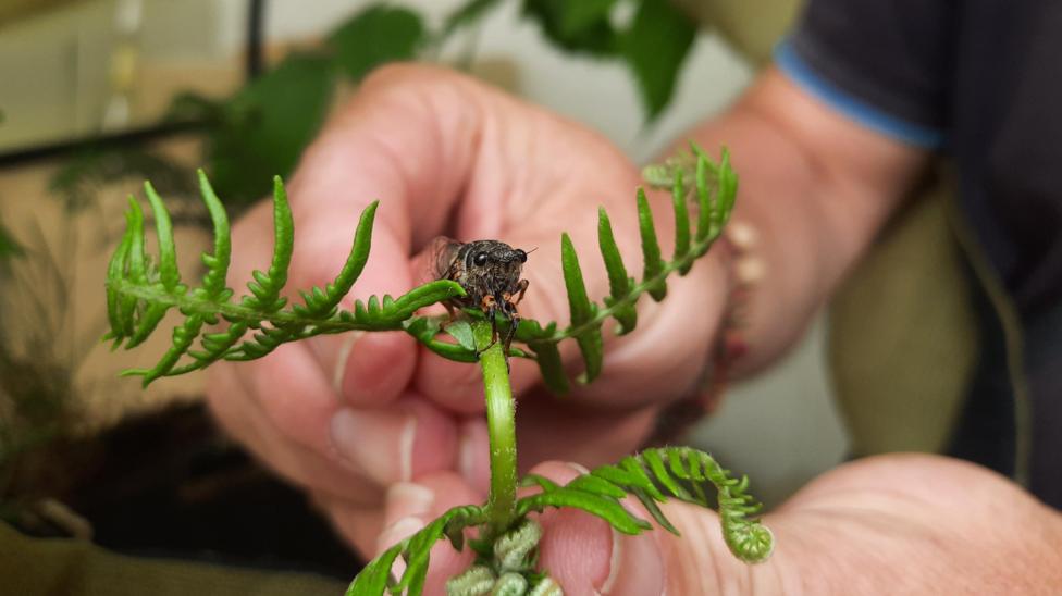 Hands holding a plant with a Cicada resting on it