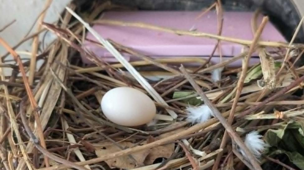 A birds nest, with an egg in it, with twigs, feathers and bits of leaves. A pink compact can be seen behind the egg.
