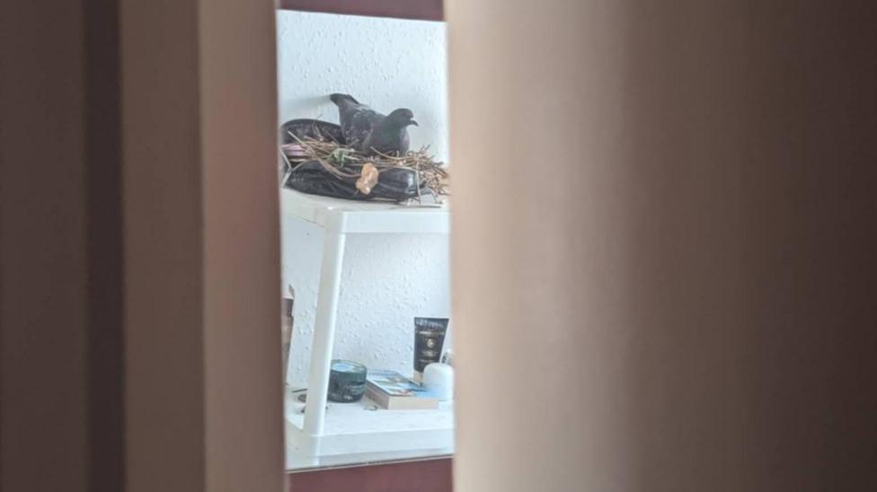 A bird, on top of a white shelf, in a bathroom, that has made a nest, with twigs, feathers and leaves. Bottles and items are on the shelf below. Curtains are either side of the bird.