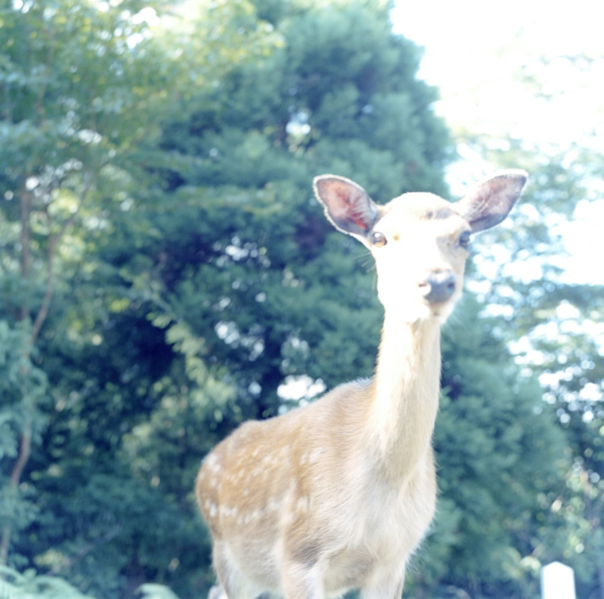 A deer stares at the camera