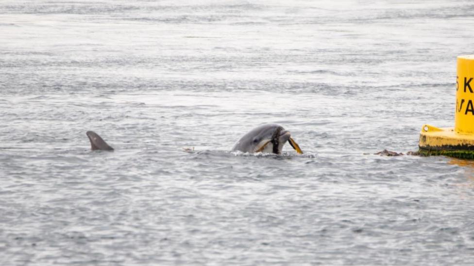 A dolphin with a rope in its mouth beside a buoy