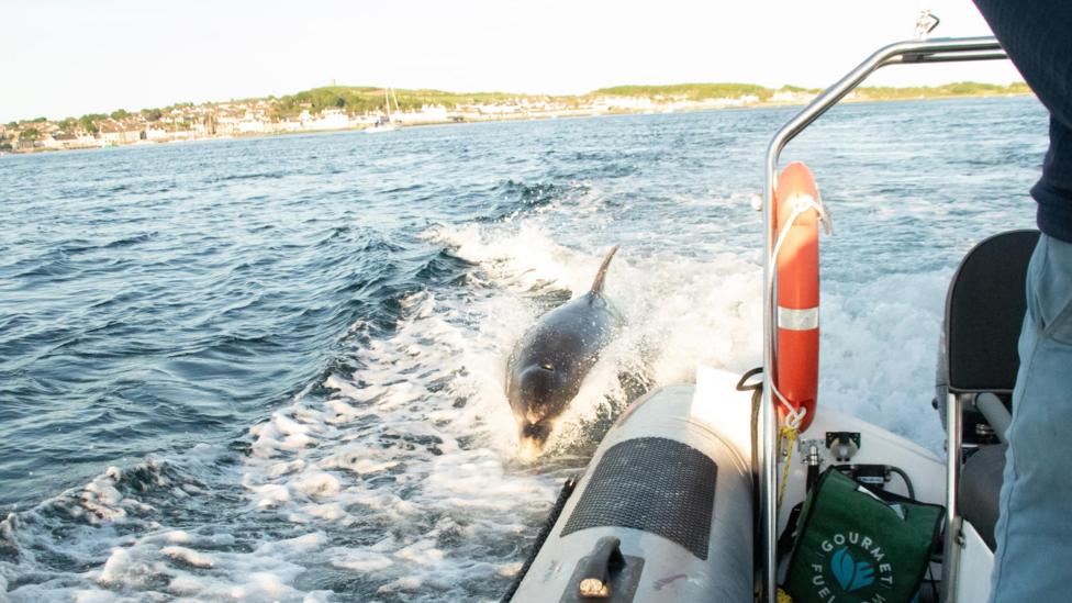 A dolphin is seen following a boat on Strangford Lough