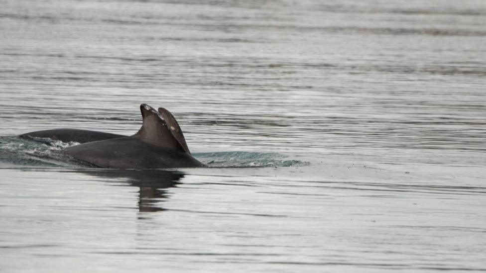 The fins of two dolphins in the water of Strangford Lough