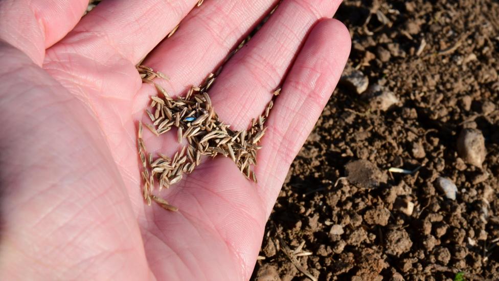 A hand is holding grass seeds which are about to be planted into the ground.