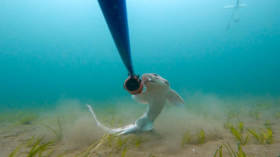 A nursehound shark is on the sea bed next to a long rod.