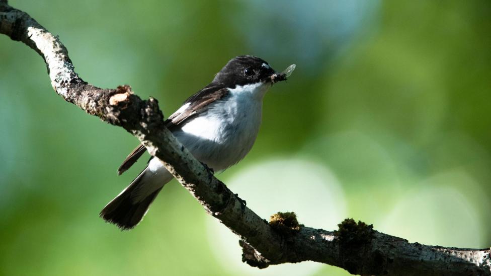 A black and white bird is perched of a tree branch.