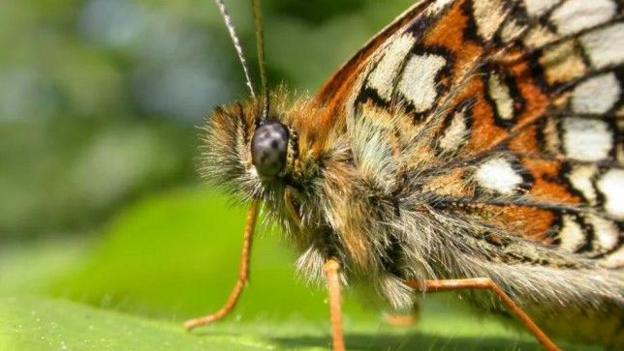 A close up picture of the Heath Fritilliary butterfly, a brown and white insect, photographed in a wood.