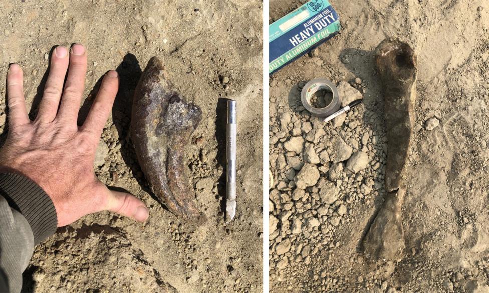 A composite image shows on the left a claw fossil next to someone's hand, splayed on the ground for size reference, and on the right a metatarsal fossil next to excavation tools on the ground.