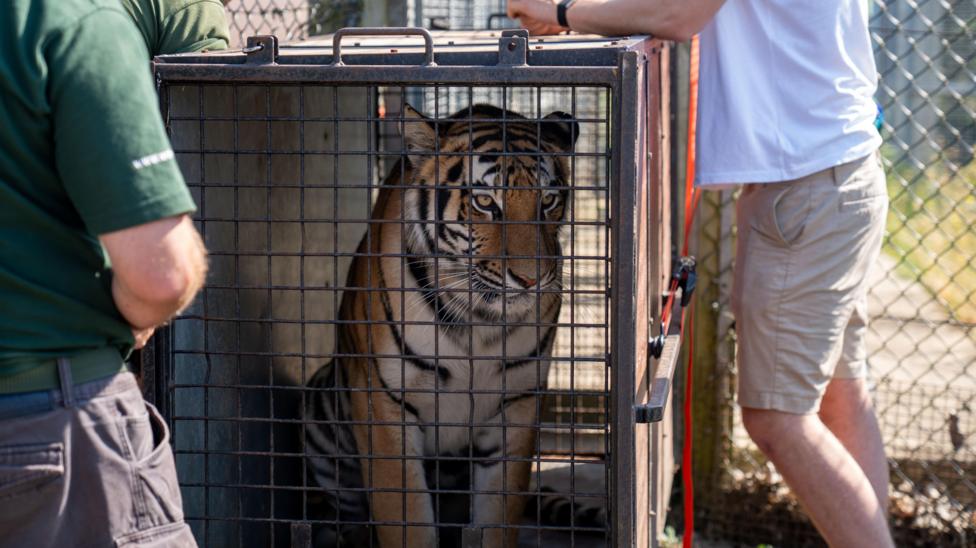 A tiger, in a cage, looking out, with two people next to her, standing, but you can only see their legs. A fence is behind them.