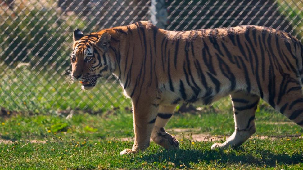 A tiger in an enclosure, walking, with a wire fence behind her. There is grass on the ground.