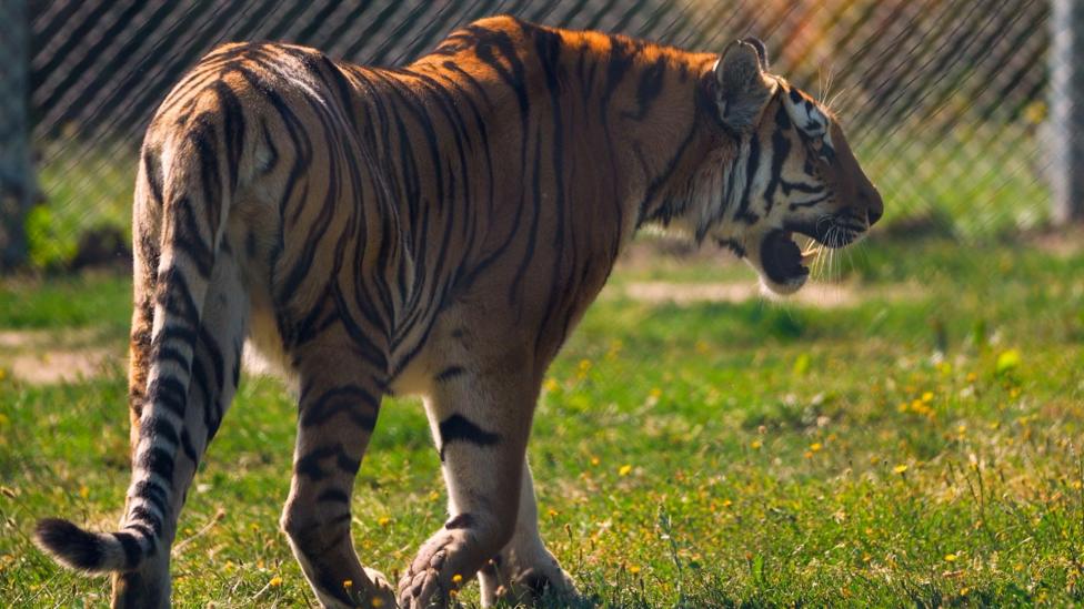 A tiger in an enclosure, walking, with a wire fence behind her. There is grass on the ground.