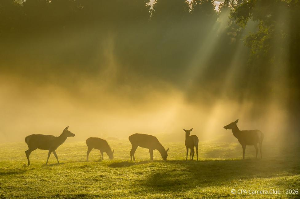 Deers in the Mist by Robert Sergeant